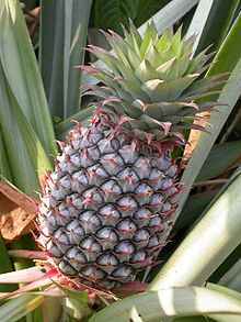 guadeloupe/ananas.jpg