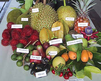 exemple de fruit